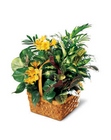 A Bit of Sunshine Basket from Flowers by Ramon of Lawton, OK